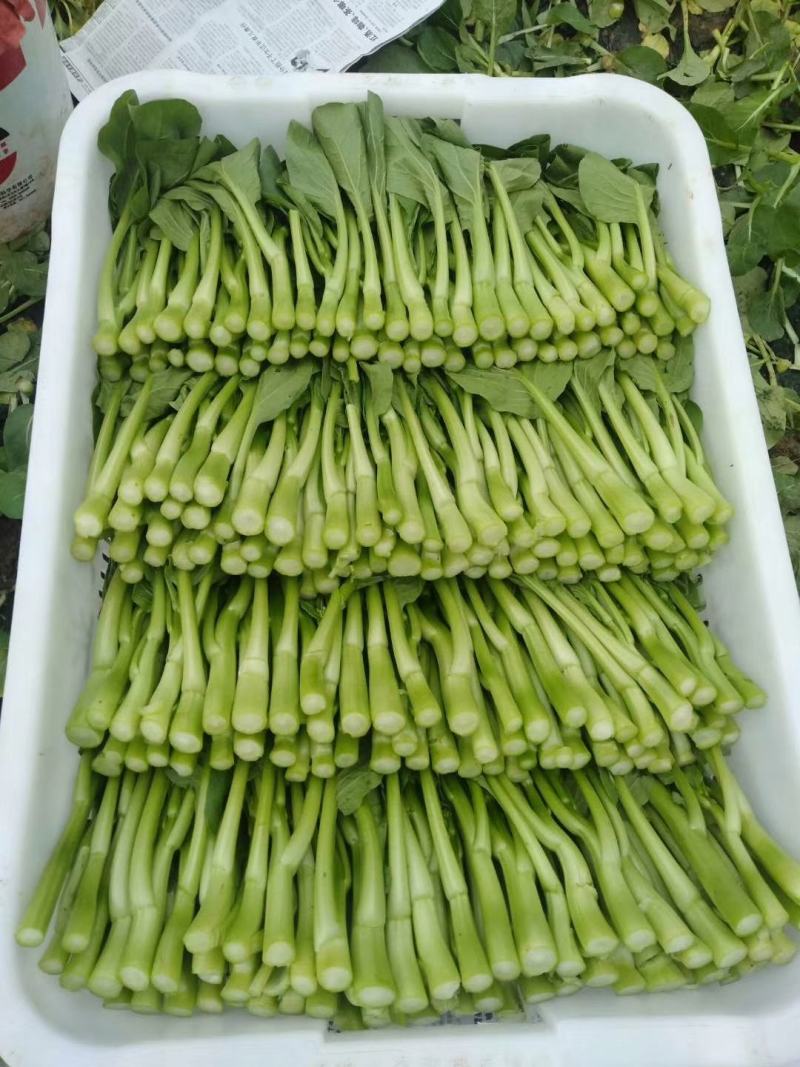 广东菜心