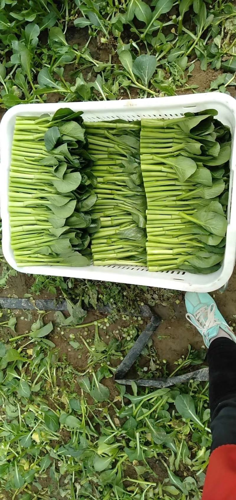 广东菜心