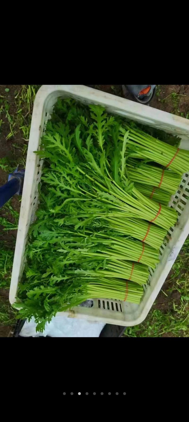 【好货推荐】精品茼蒿菜，产地直发，全国供货，欢迎前来采购