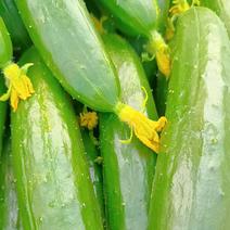 【精品】油皮绿瓤黄瓜大量上市中价格全国发货