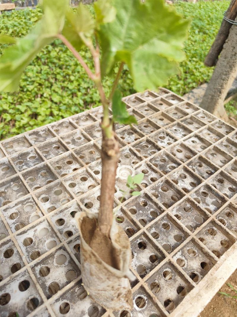 红提营养袋葡萄苗基地发货保证纯度大量出售