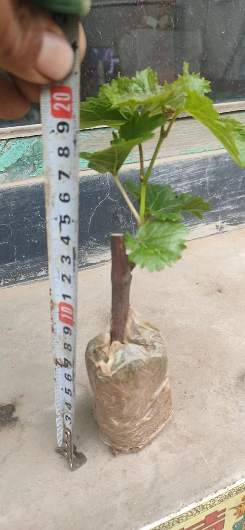 红提营养袋葡萄苗基地发货保证纯度大量出售