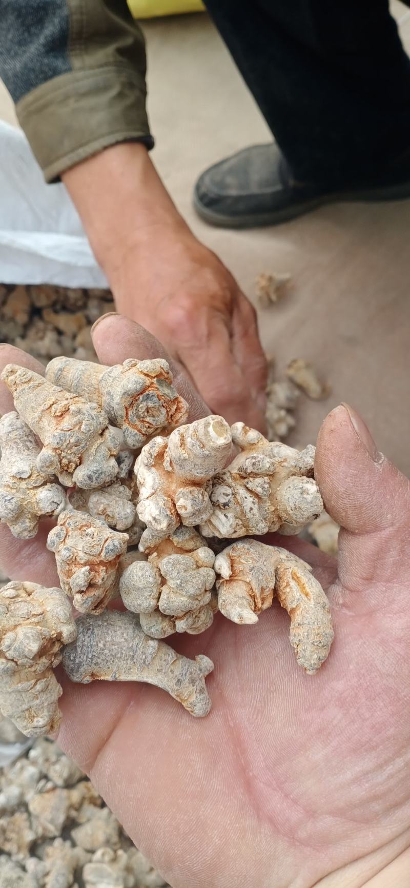 【三七】云南产地一一手货源，规格齐全，量大优惠