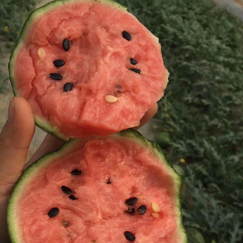 【8424】江苏西瓜大量上市质量保证产地直发量大优