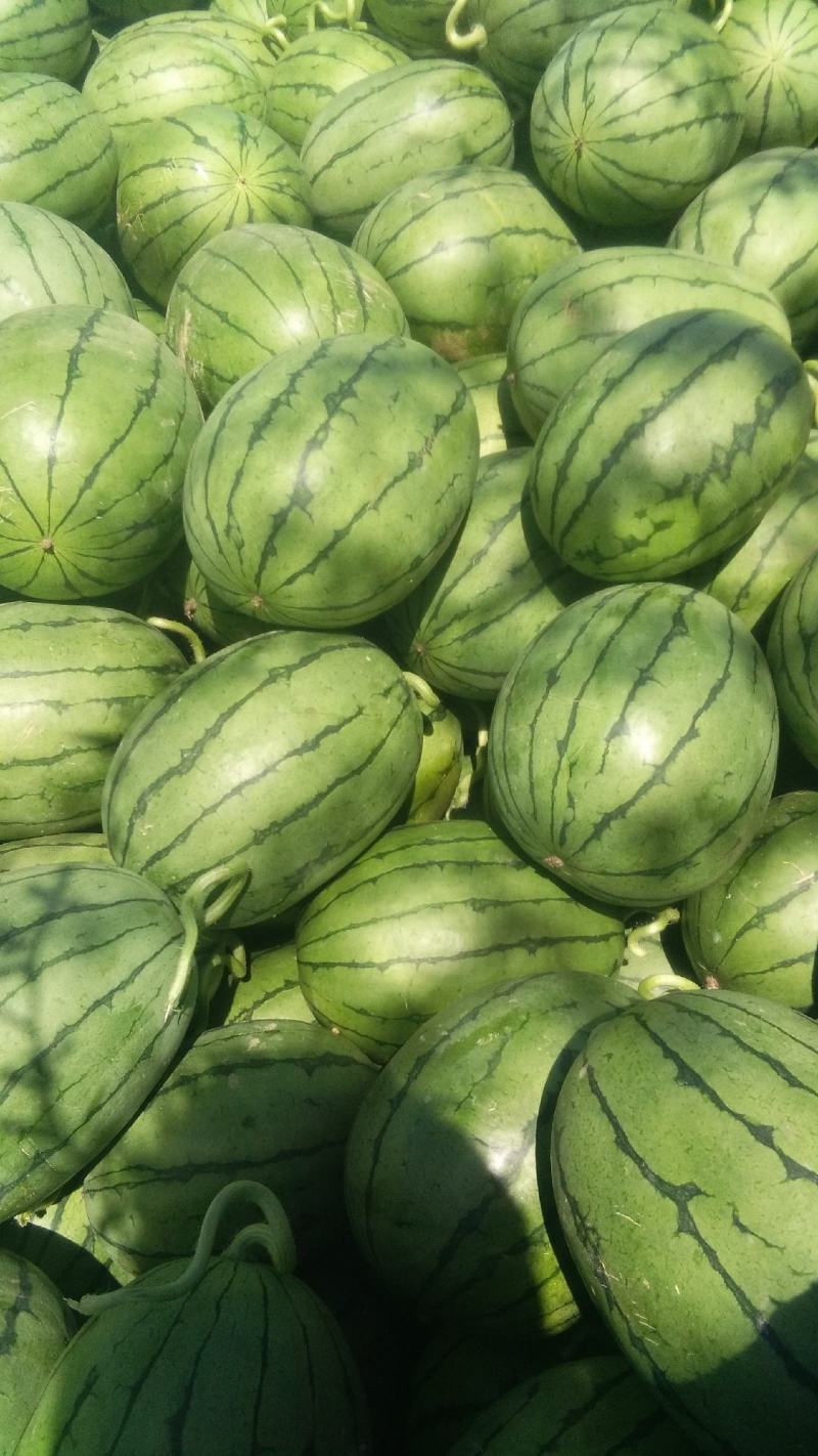 【8424】江苏西瓜大量上市质量保证产地直发量大优