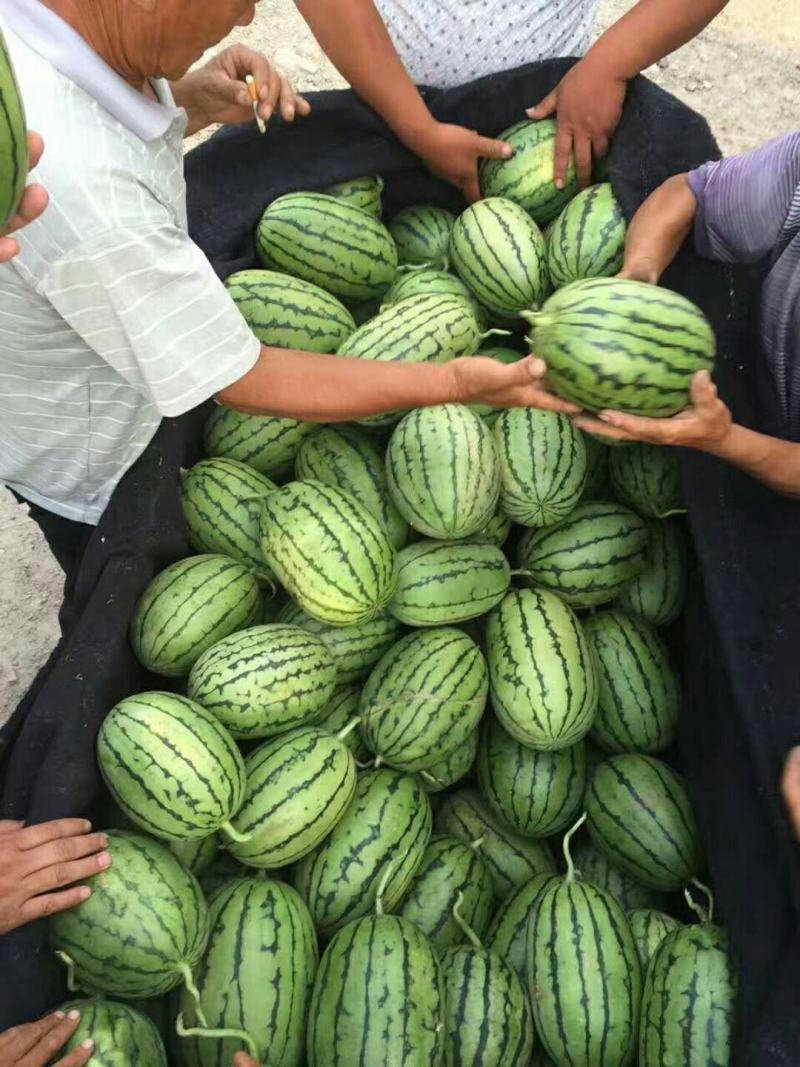 【8424】江苏西瓜大量上市质量保证产地直发量大优