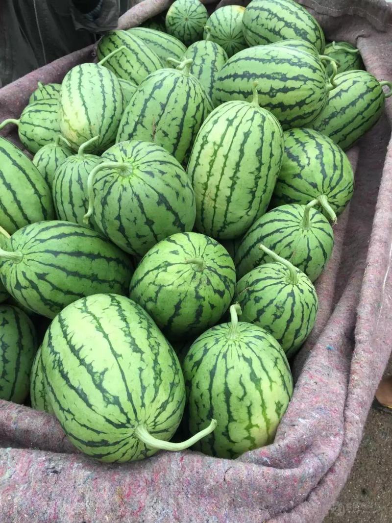 【8424】江苏西瓜大量上市质量保证产地直发量大优