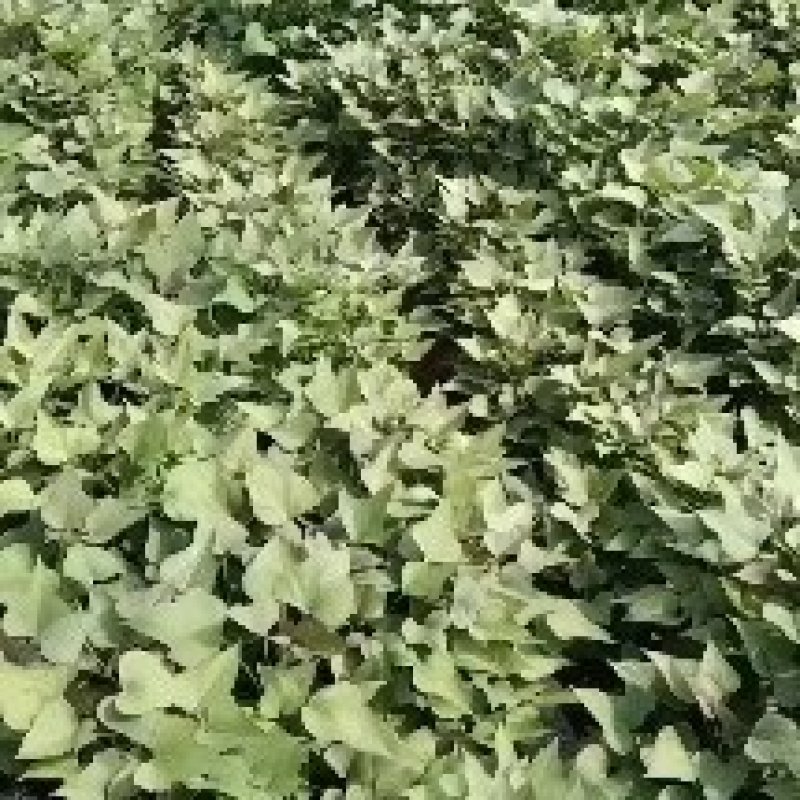 红薯苗