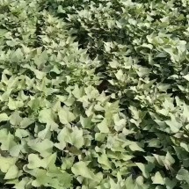 红薯苗