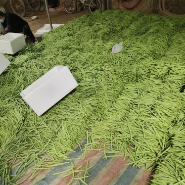 四季豆大量供应，质量非常好，有质有量，要的老板联系