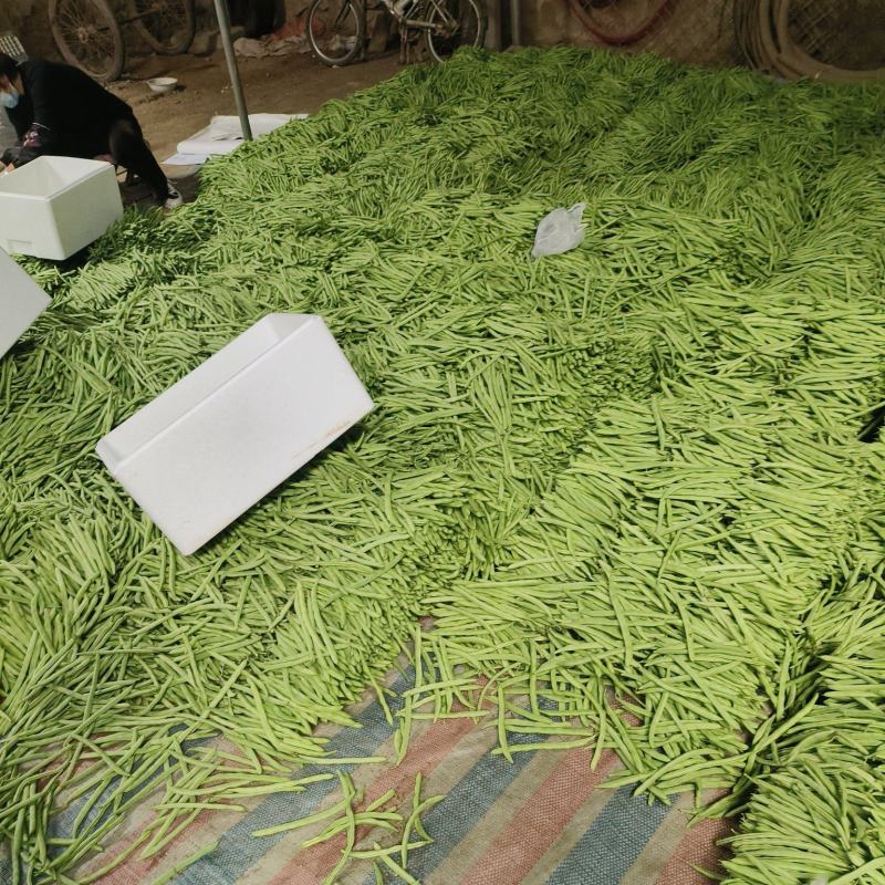 四季豆大量供应，质量非常好，有质有量，要的老板联系