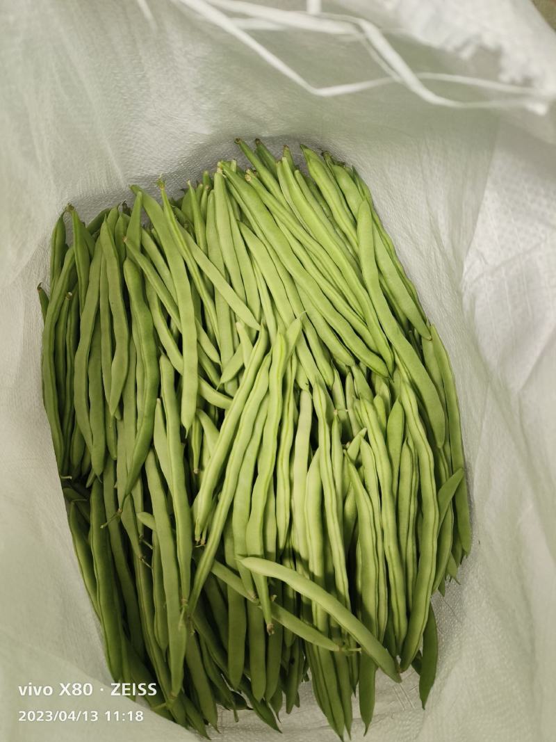 四季豆大量供应，质量非常好，有质有量，要的老板联系
