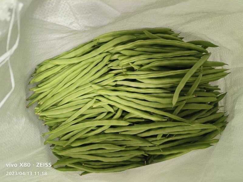 四季豆大量供应，质量非常好，有质有量，要的老板联系