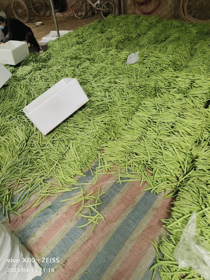 四季豆大量供应，质量非常好，有质有量，要的老板联系