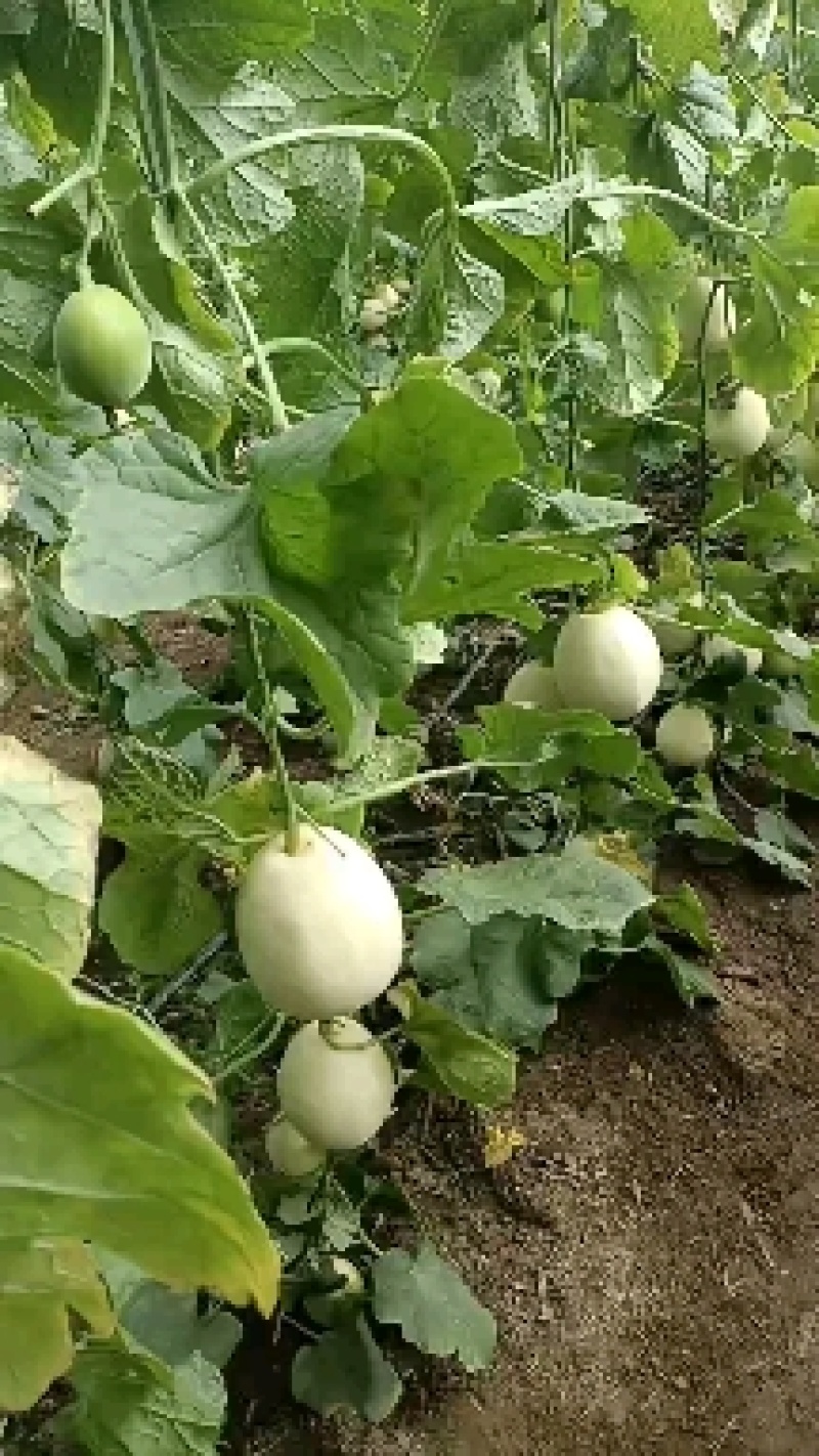 白甜瓜大量上市，河北青县星甜甜瓜，口感特别佳，欢迎采购