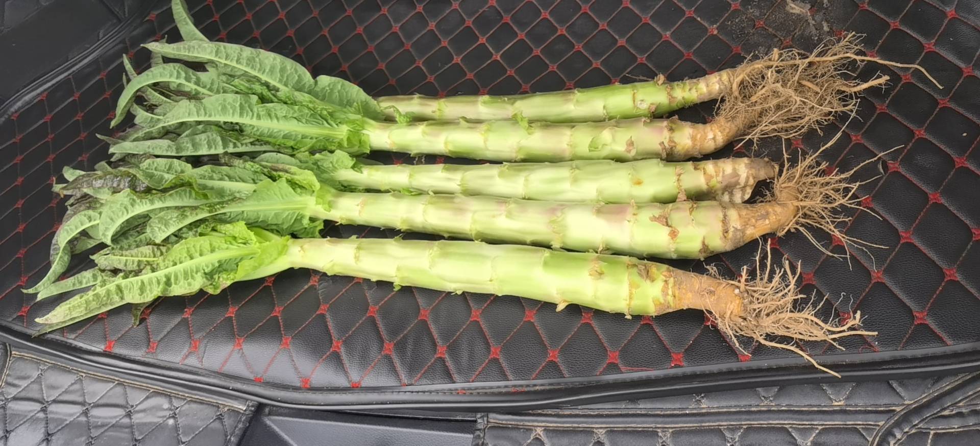 中国高原夏菜主产区地图:标注甘肃榆中、定西,青海互助、乐都,云南昭通,宁夏固原等核心基地,背景为连绵青翠山地与规模化露天菜田,田间可见整齐的娃娃菜、甘蓝、西兰花等作物,远处有海拔标高牌(如‘海拔1850m’),体现冷凉生态优势 高原夏菜核心产区分布示意图