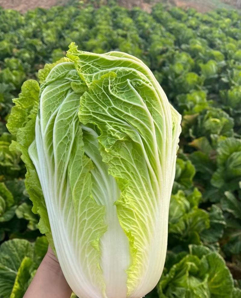 河北白菜春季黄心大白菜商超市场可供产地直发