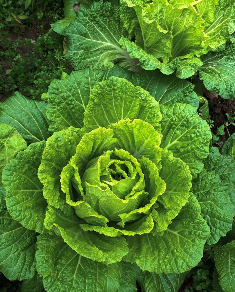 河北白菜春季黄心大白菜商超市场可供产地直发