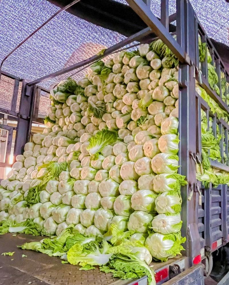 河北白菜春季黄心大白菜商超市场可供产地直发
