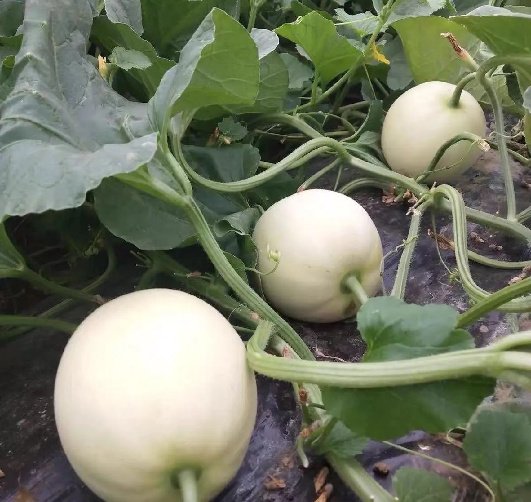 羊角蜜甜瓜田间生长图