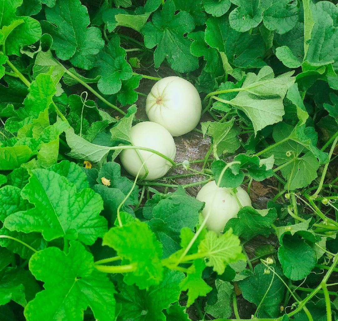 羊角蜜甜瓜在田间地头的种植场景