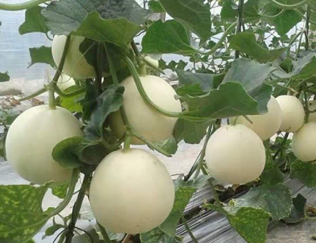 成熟的羊角蜜甜瓜果实图,展示其细长的果形和金黄色的果皮 羊角蜜甜瓜成熟果实图