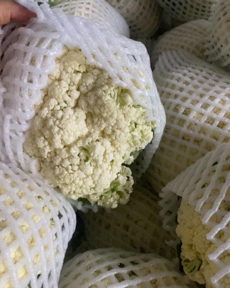 陕西省三原县精品有机散花白面青梗散花菜上市，松花菜