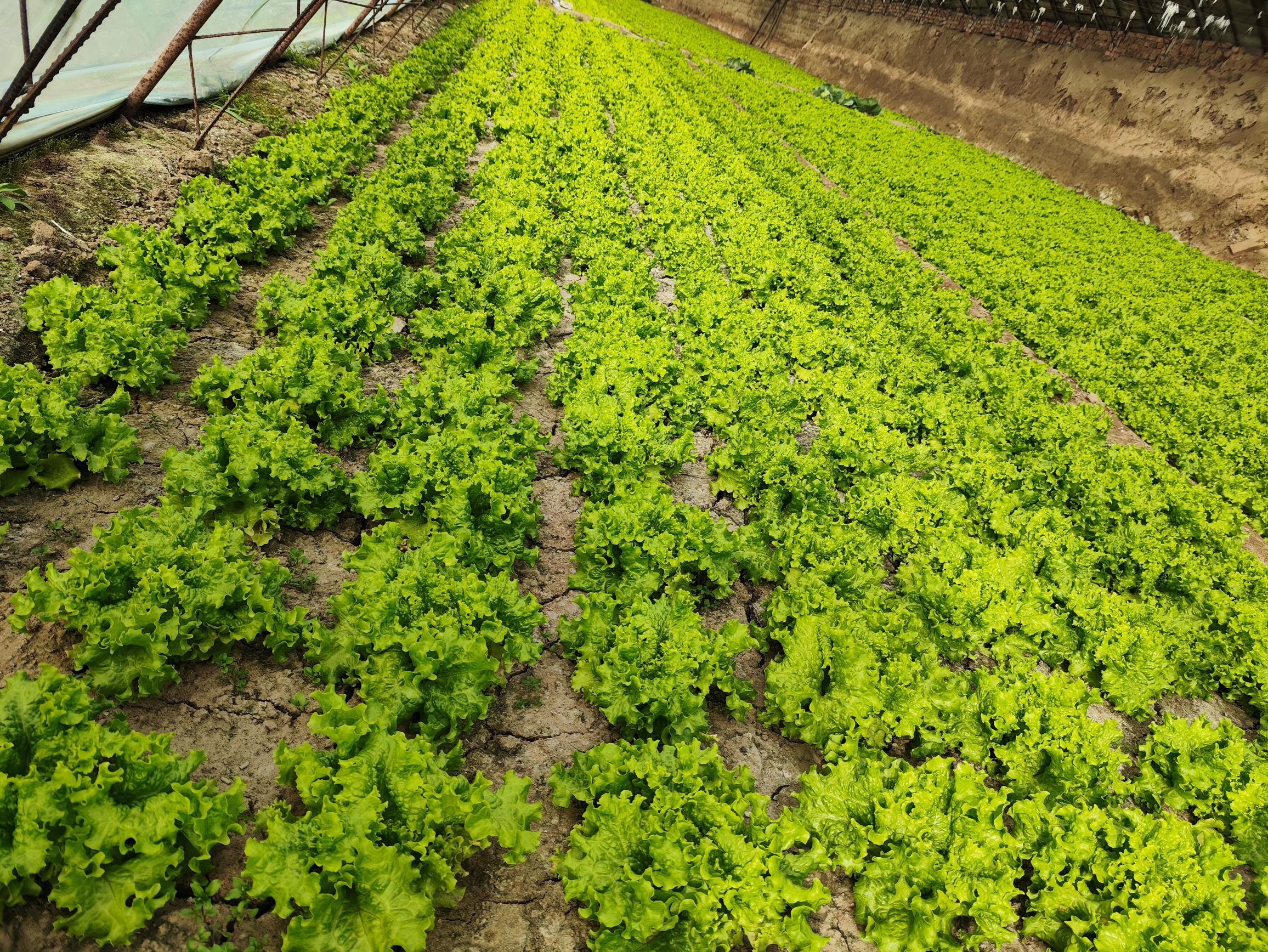 散叶生菜田间采收场景：农户戴棉质手套轻摘外层成熟叶片，植株中心新叶饱满挺立，土壤湿润疏松，晨露未散，体现可持续“剥叶采收”模式对营养持续合成的保障