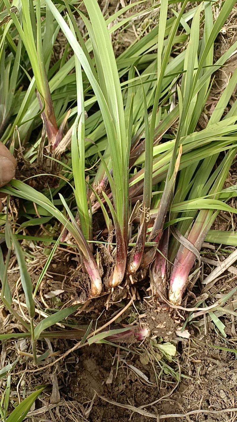 水菖蒲，中药材，净化水