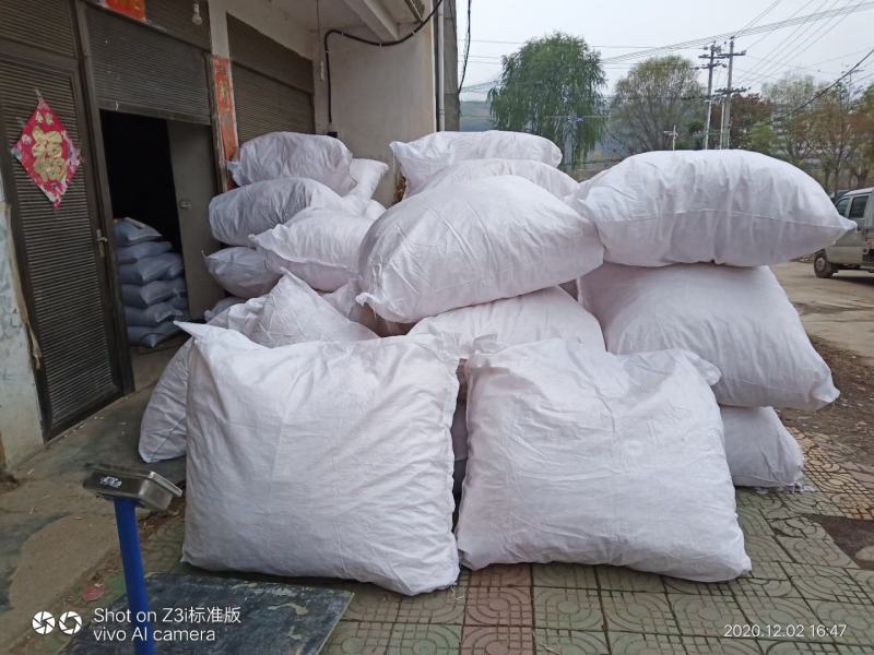 云南野生小通草中草药通草中药材另王不留行下奶通草