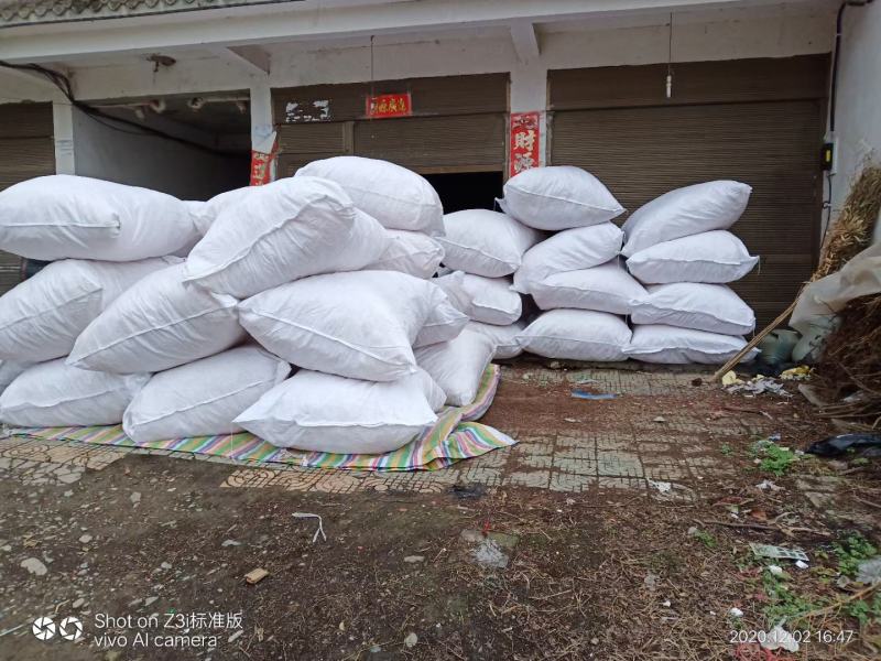 云南野生小通草中草药通草中药材另王不留行下奶通草