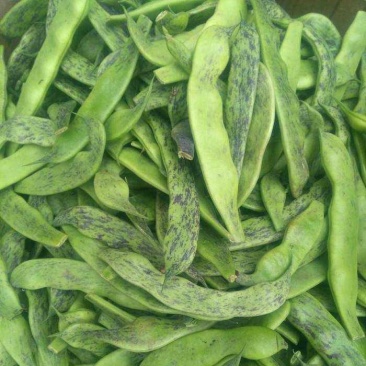 马掌豆角马上开园