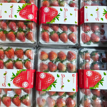 四季草莓新鲜水果烘焙蛋糕茶饮双流草莓夏季酸草莓当季水果