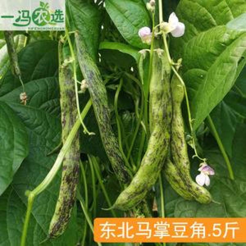 马掌豆角马上开园