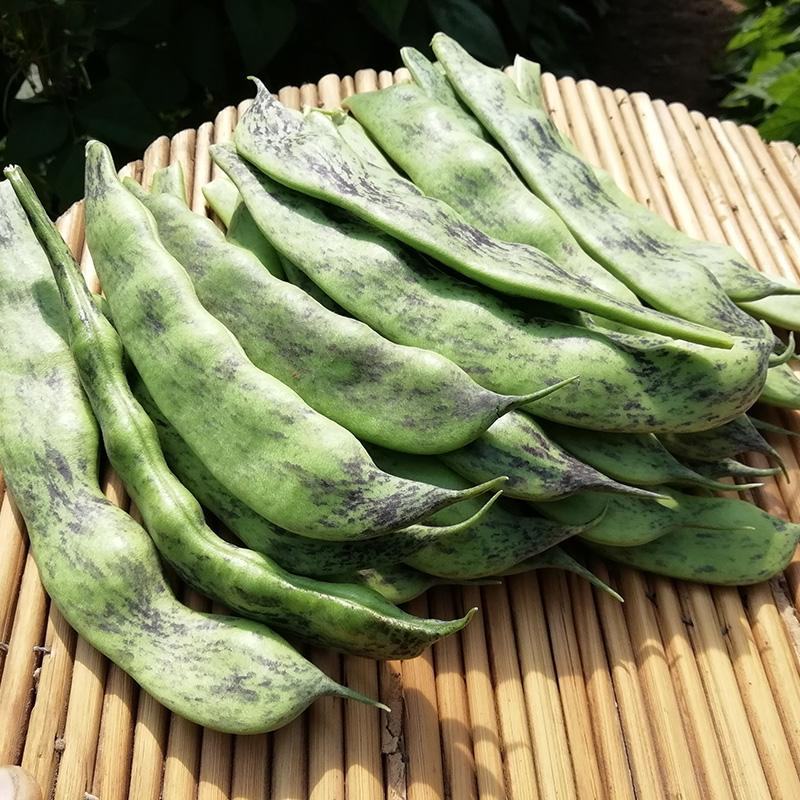 马掌豆角马上开园