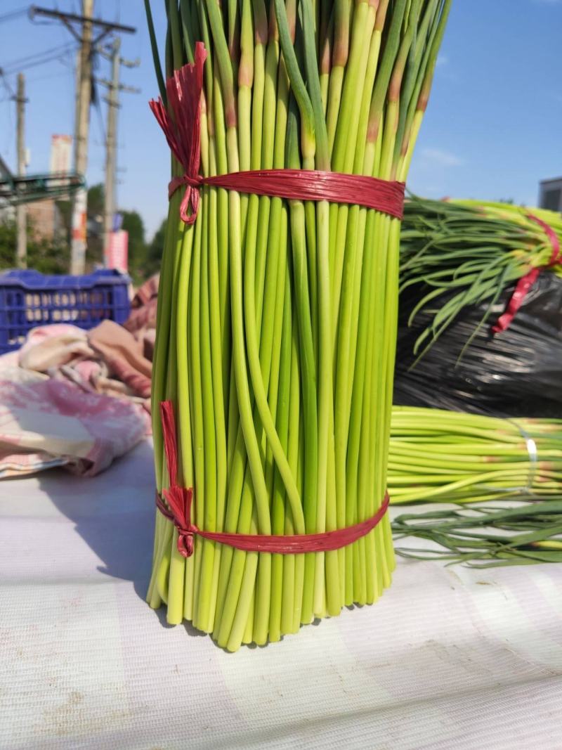 红帽蒜薹《实力商家》开封蒜薹产地批发价格便宜一条龙