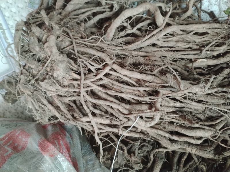 贵州野生老虎麻中药材