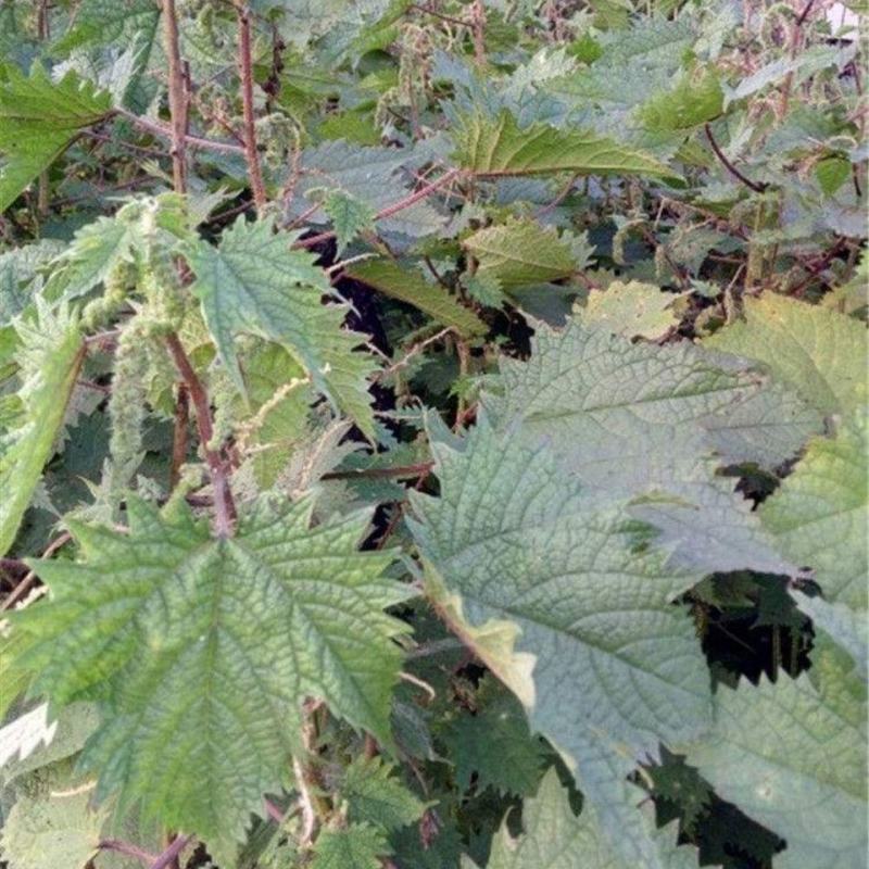 贵州野生老虎麻中药材