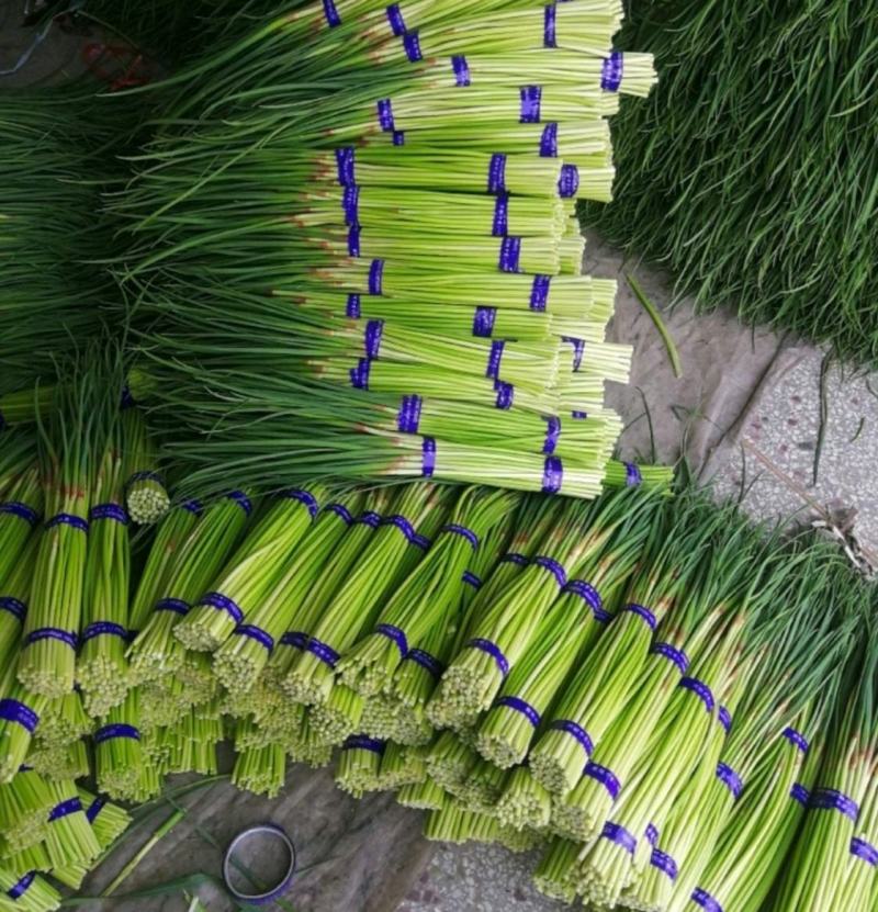 《精选》红帽蒜薹50~60cm基地一手货源，适合走市场超市