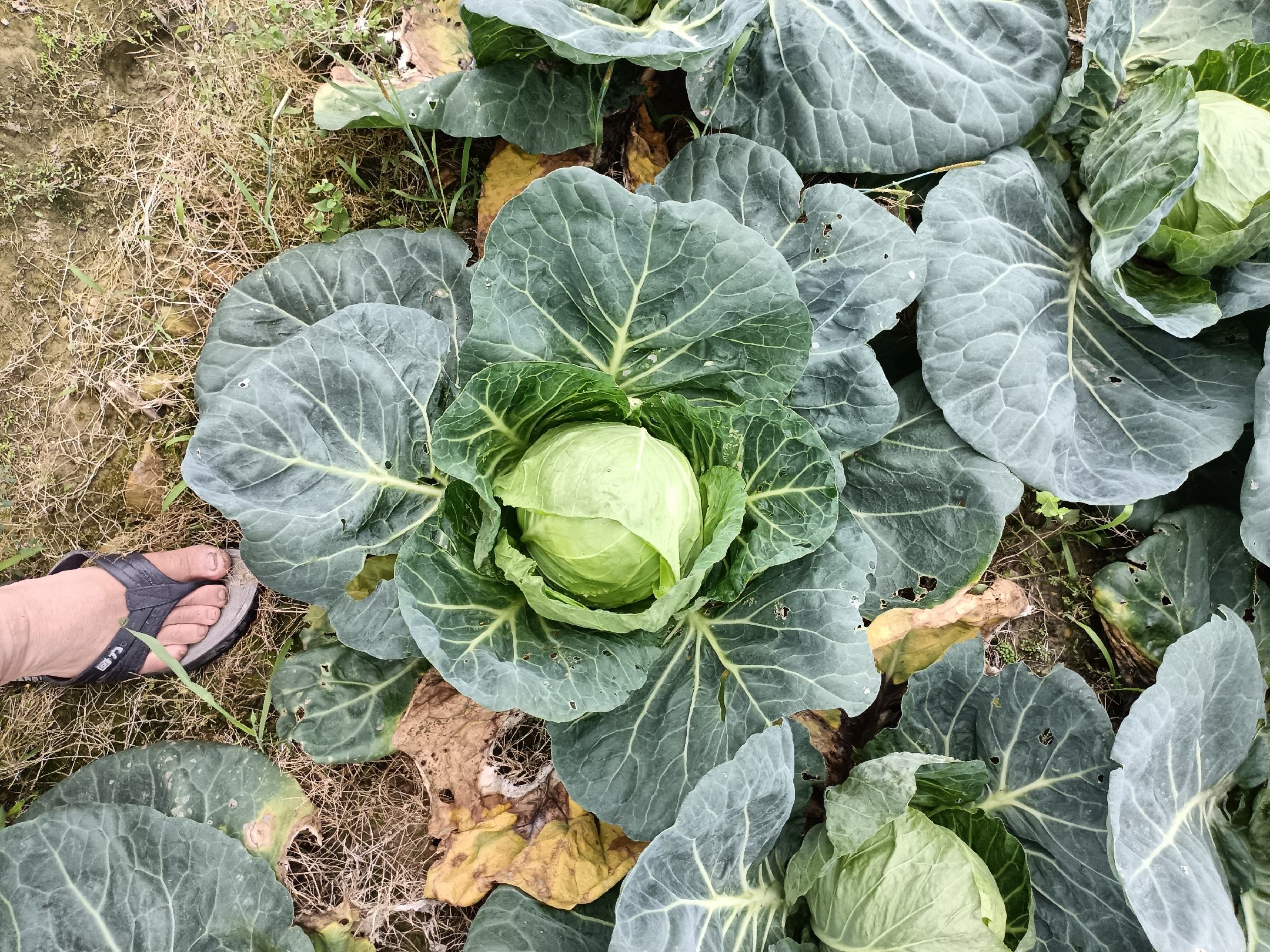 牛心甘蓝特写