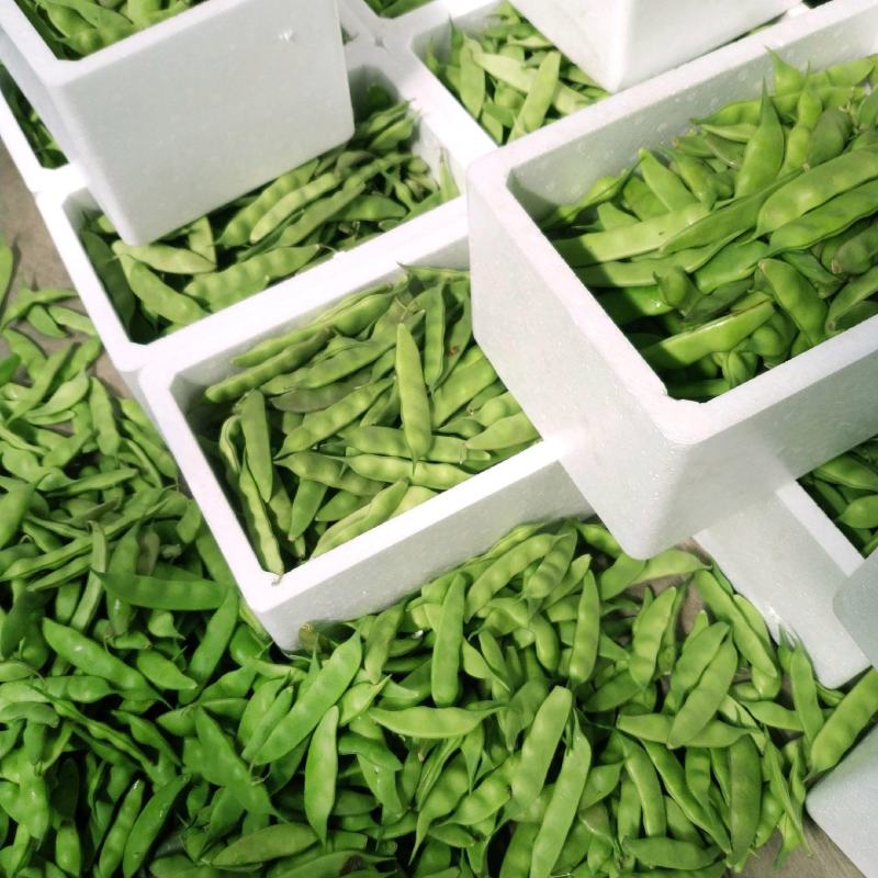 紫花大油豆