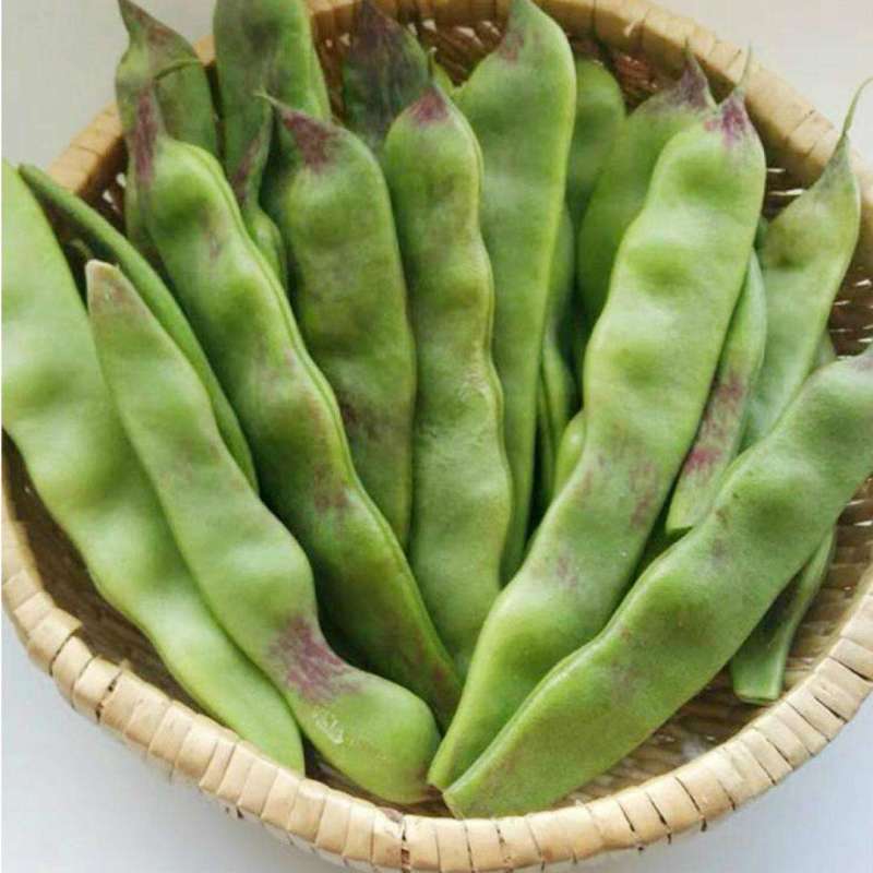 紫花大油豆