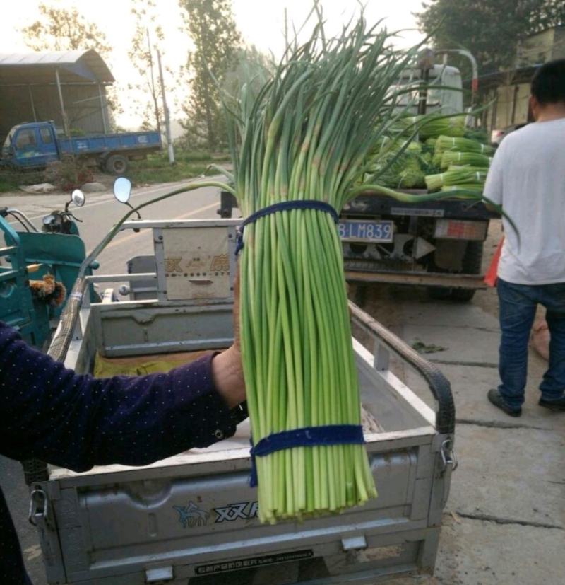 《精选》杂交蒜苔，质量好，适合发市场，现货供应，全国代发