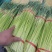 《精选》杂交蒜苔，质量好，适合发市场，现货供应，全国代发
