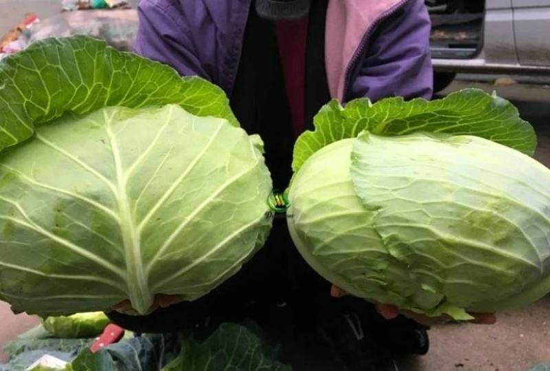 河北中甘甘蓝，圆包菜，颜色绿，球形好，基地直供，代发全国