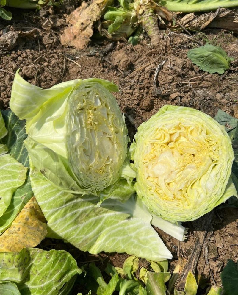 【精品推荐】张家口甘蓝中甘甘蓝松脆味甜产地直发