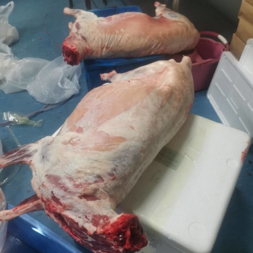 内蒙草原羊肉