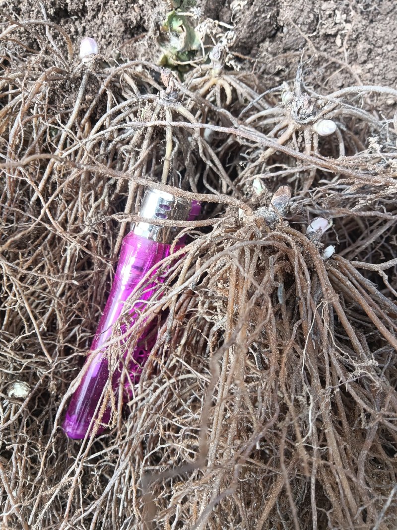 大三叶升麻种苗，本品种属于药食同源品种，