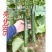 亮优B05亮优718强雌黄瓜种子耐高温露地绿肉黄瓜种原装