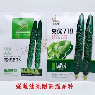 亮优B05亮优718强雌黄瓜种子耐高温露地绿肉黄瓜种原装